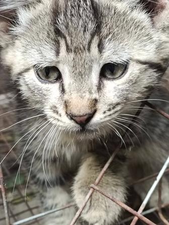 Котята в хорошие руки