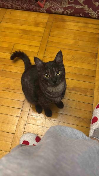 Кот Фунтик ищет новый дом!