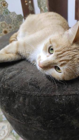 Рыжая кошечка в поиске дома!