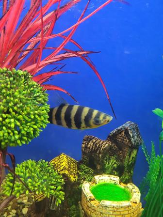 Аквариумная рыбка лепоринус.