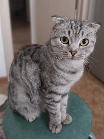 Отдам кошечку,потеряшка