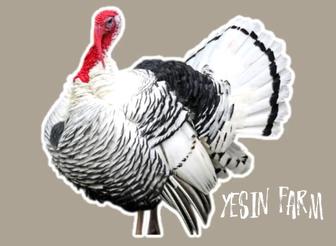 Инкубационные яйца северо кавказских индюков без посредников