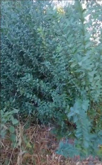2-3 жылдық көшеттер. Саженцы живой изгородьи