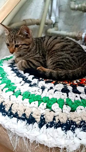 Отдам в добрые руки кошечку