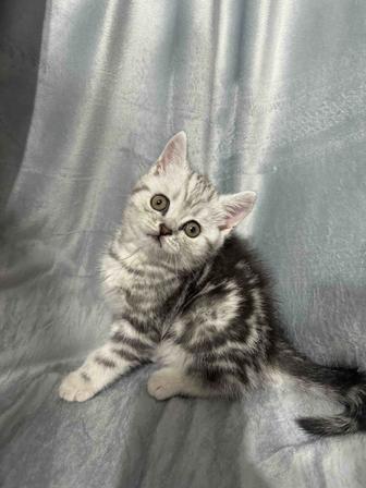 Продам чистокровных шотландских котят.