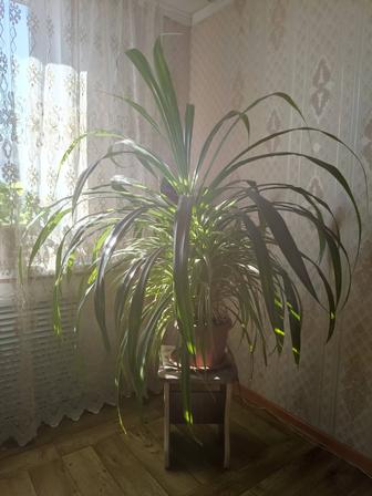 Комнатный цветок
