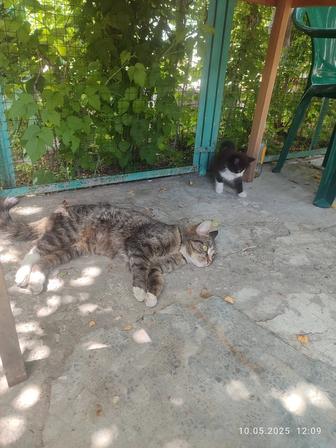 Котенок, девочка