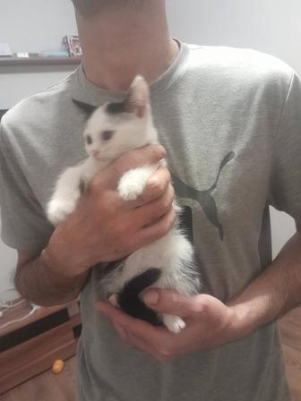 Отдам котенка в добрые руки