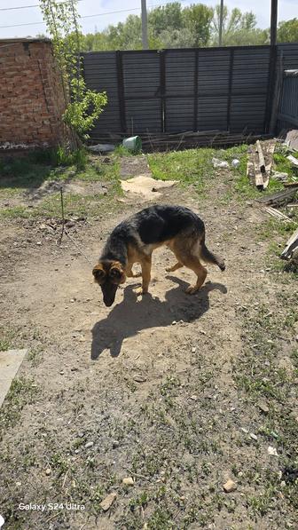 Немецкий овчарка