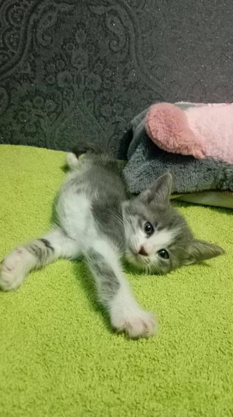 Отдам котята в добрые руки.