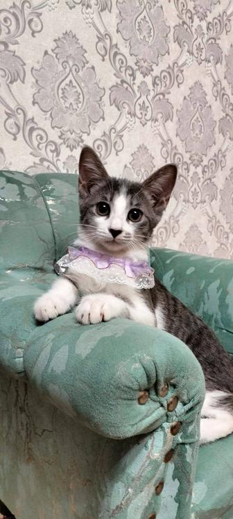 Отдам котята в добрые руки.