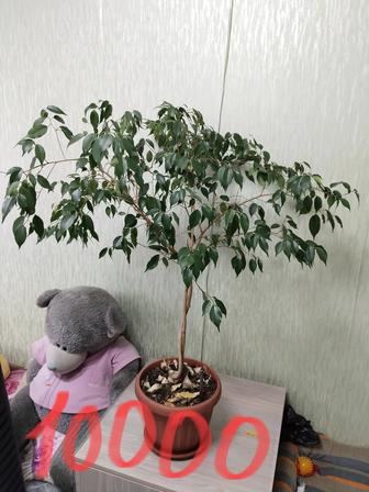 Продам комнатные цветы не дорого