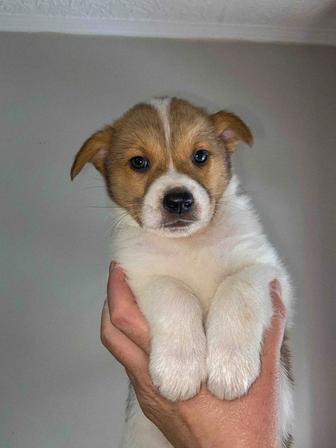 Отдам щенка хорошему человеку