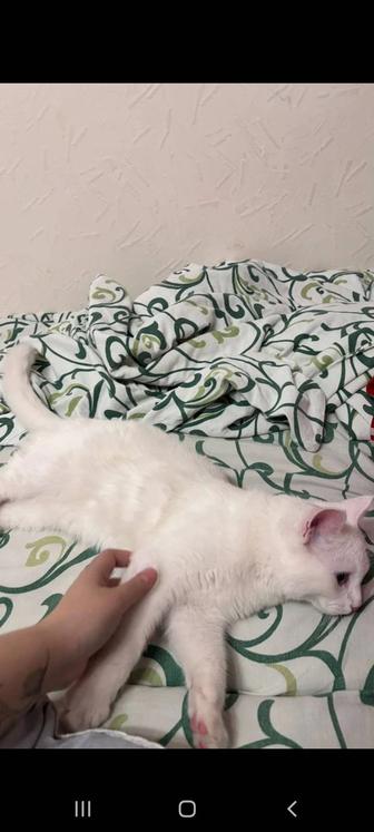 Белый молоденький котик