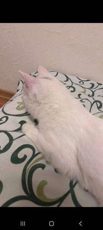 Белый молоденький котик