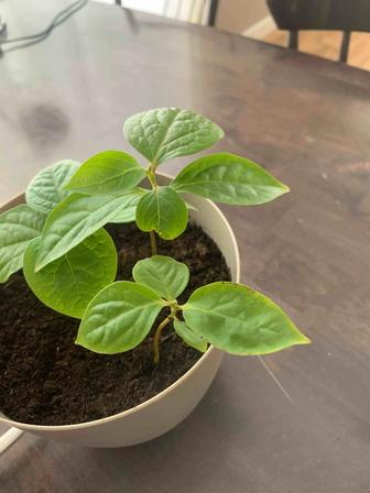 Ростки хурмы