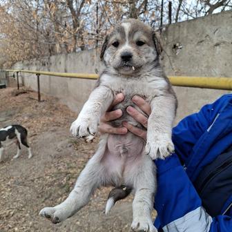 Щенок мальчик ищет дом