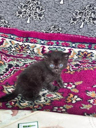 Отдам котят