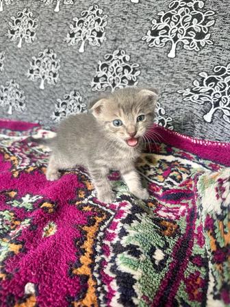 Отдам котят