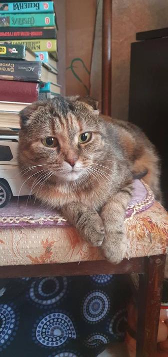 Отдам кошку