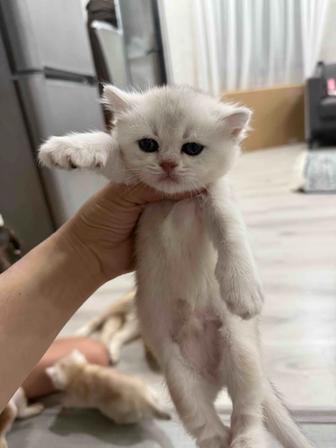 Продам котята золотая шиншилла