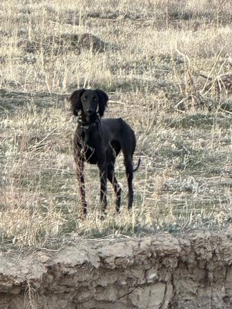 Казахская тазы