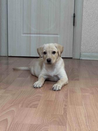 Продаётся щенок лабрадора девочка, 2,5 месяца