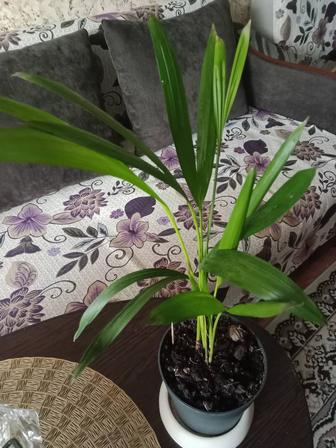 Дипсис пальму продам