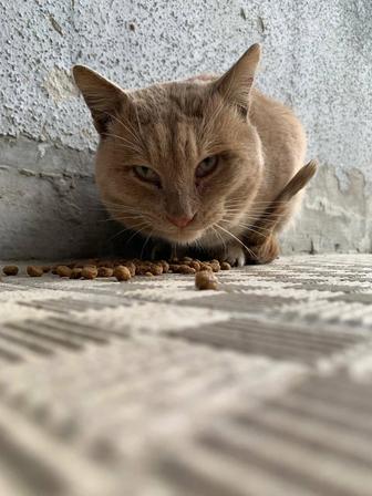 Котик в хорошие руки