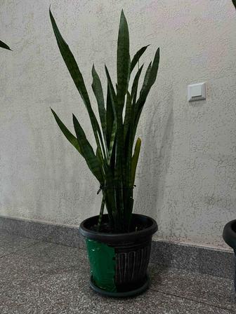 Продам цветок комнатный