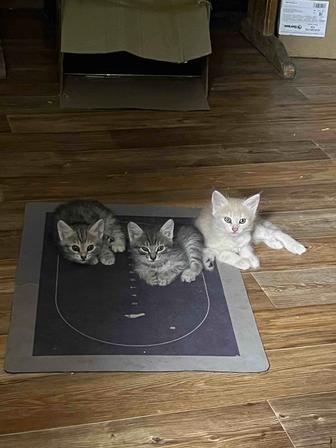 Отдам котят