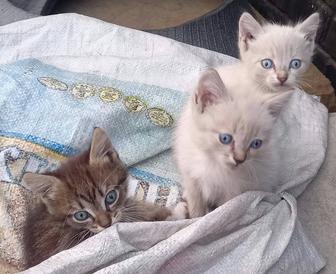 Дарю бесплатно котят