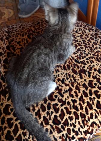 Дарю бесплатно котят