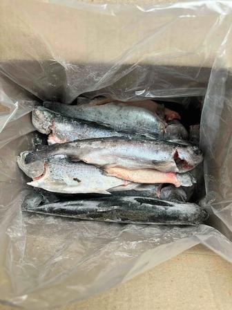 Замороженная форель, потрошеная с/г без жабр