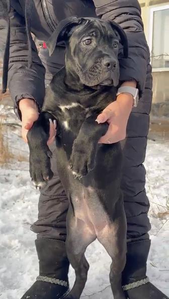 Щенки кане корсо