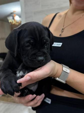 Щенки кане корсо