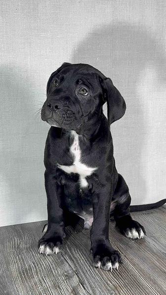 Щенки кане корсо