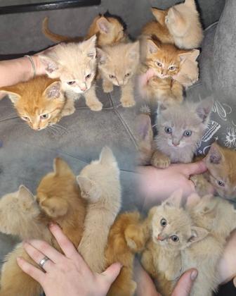 Отдам котят бесплатно