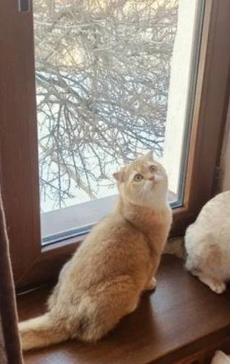 Котята Шиншилла Шотландская