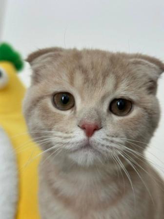 Продам котенка