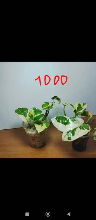 Продам комнатные растения