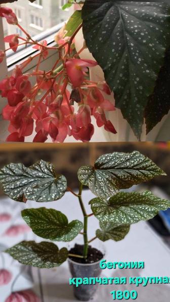 Домашние цветы