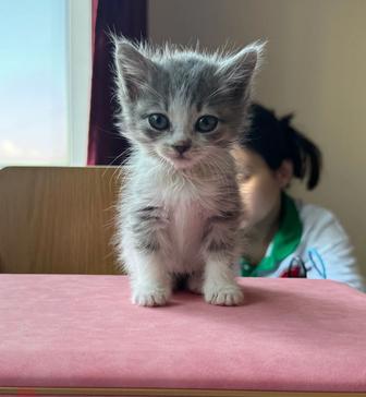 Кошкии