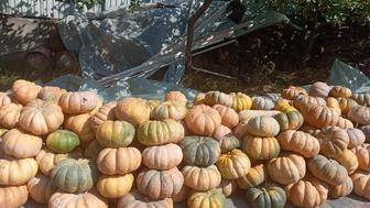 Тыква Американская на хэллоуин