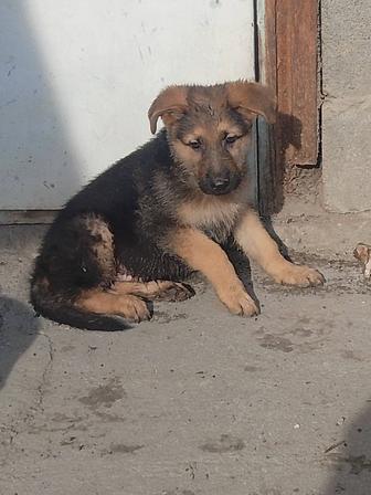 Продам щенков немецкой овчарки