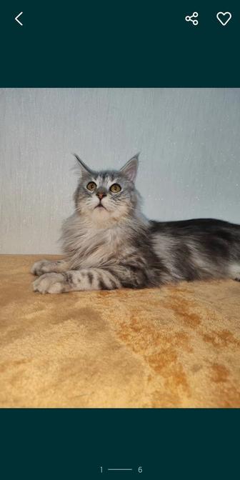 Кошечка мейкун