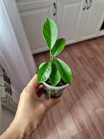 Лимон из косточки