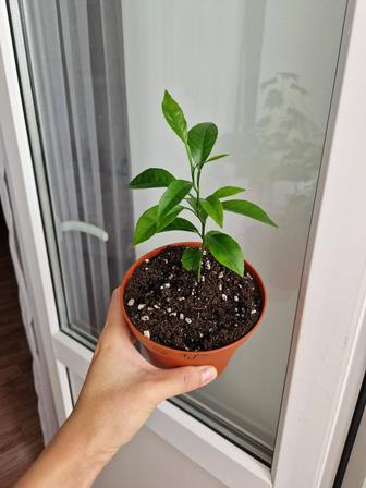 Лимон из косточки
