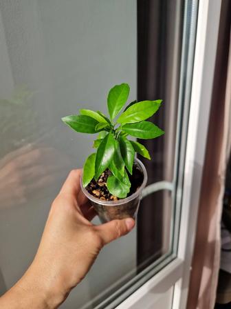 Лимон из косточки