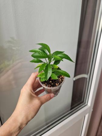 Лимон из косточки